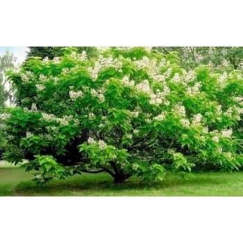 CATALPA KATALPA Surmia odporna mróz - sadzonki 60 / 80 cm